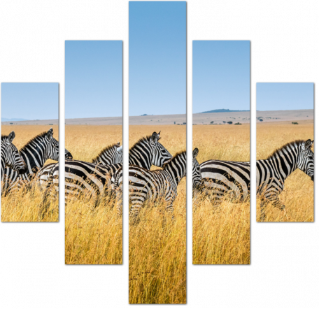 Черно-белые зебры на ярком фоне
