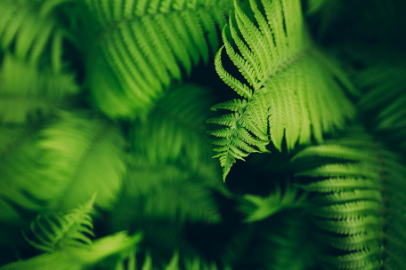 Легкие листья зеленого папоротника