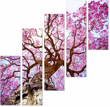 Розовое дерево лапачо