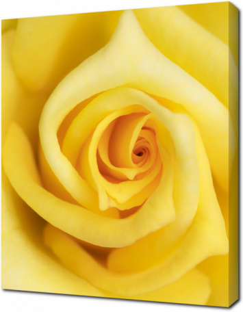 Желтая роза макро