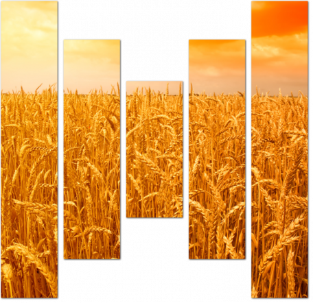 Желтое поле пшеницы на закате