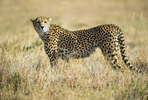 Гепард в африканской степи