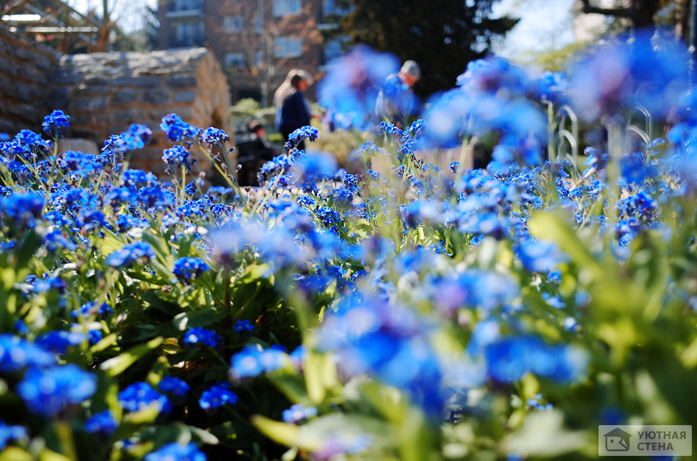 Поляна синих цветов. Голубые цветы на полянке. Голубые Поляны цветочков. Полянка синего цвета. Цветочная поляна сергиев
