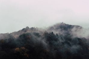 Туманная вуаль над лесом