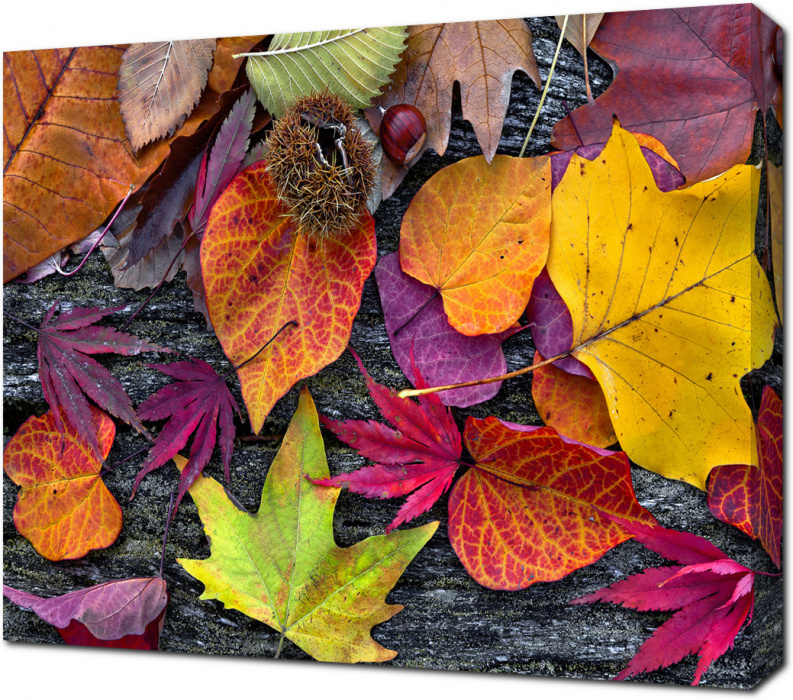 Картина из осенних листьев: 5+мастер-классов с пошаговым фото