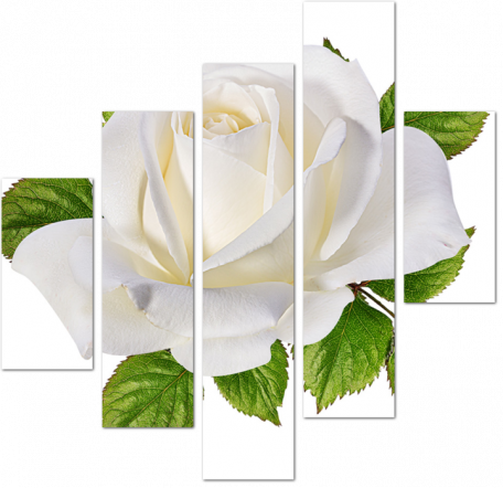Красивый бутон белой розы крупным планом
