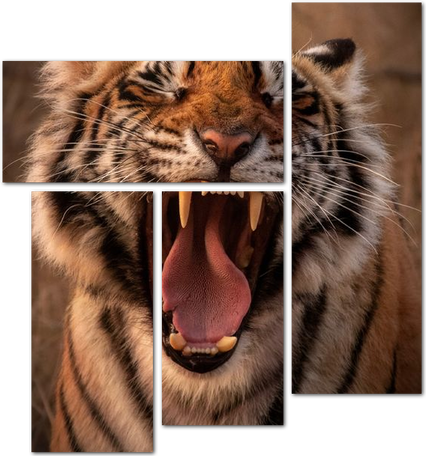 Рычание тигра