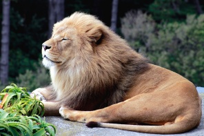 Сонный лев