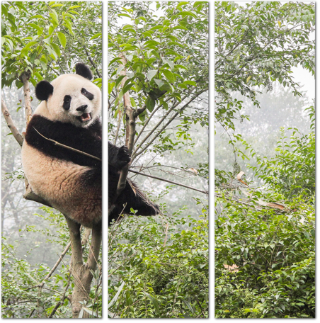 Панда отдыхает на дереве