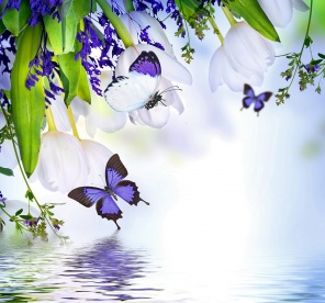 Синие бабочки и белые тюльпаны