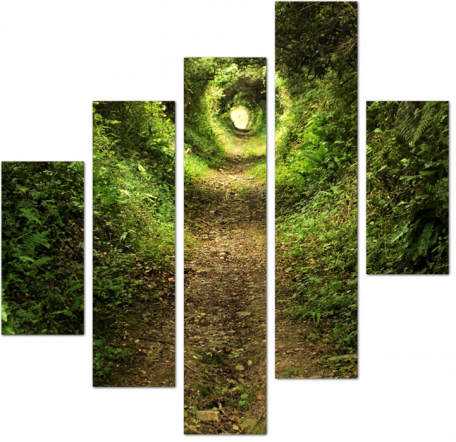Зеленый туннель в лесу