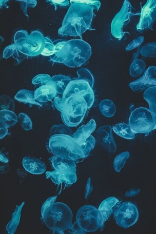 Голубые медузы