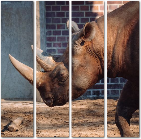 Профиль носорога