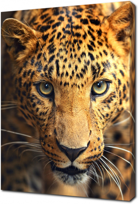 Молодой леопард
