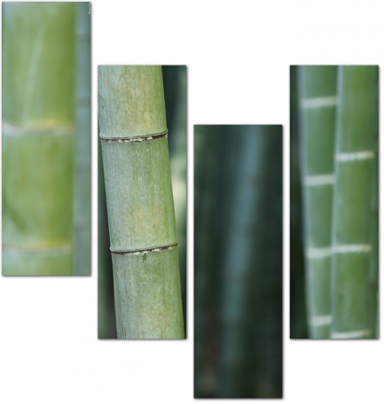 Растущие стебли бамбука