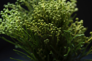 Зеленые шарообразные цветки