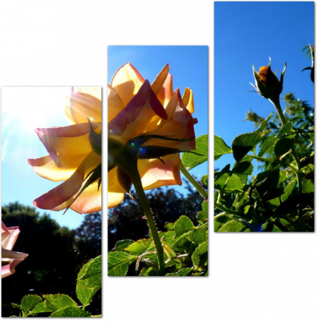 Прозрачные лепестки розы на фоне солнца