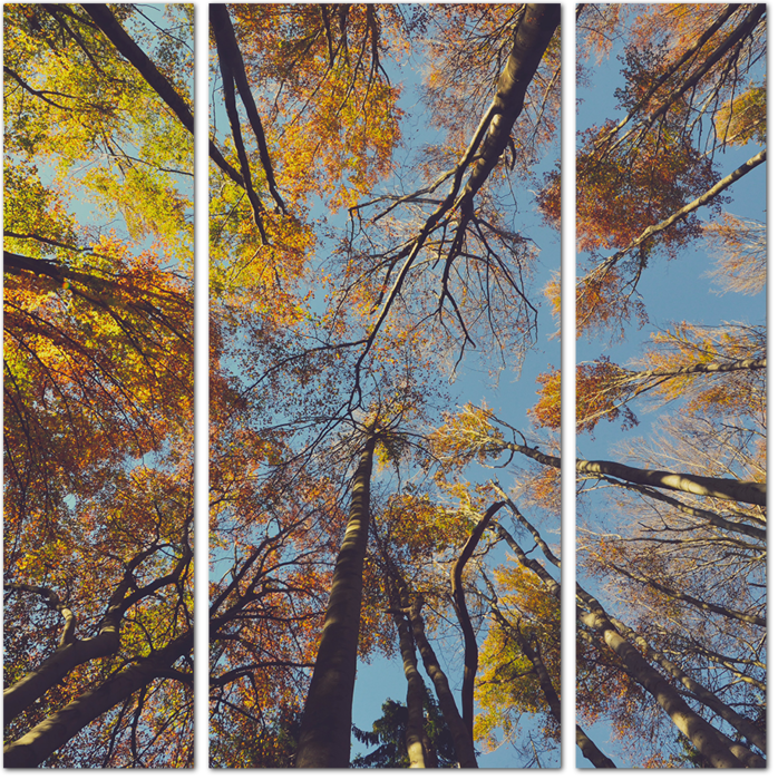 Верхушки опадающих деревьев осенью