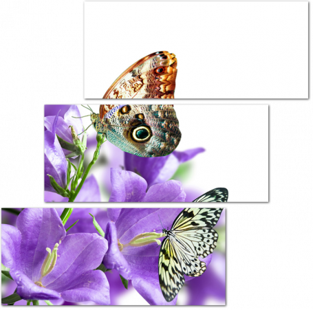 Бабочки на сиреневых цветках