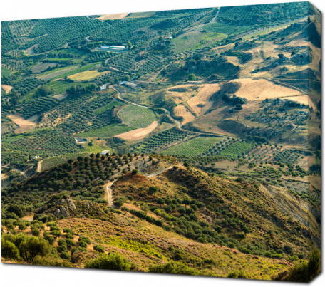 Пейзажи с оливковыми плантациями