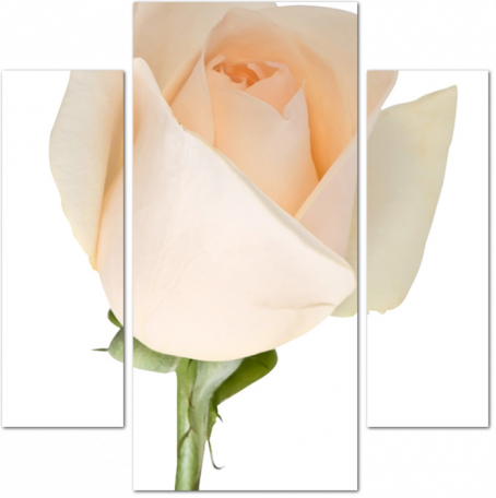 Нежная роза на белом фоне