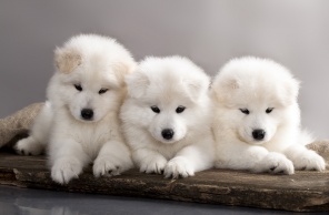 Белые пушистые щенки