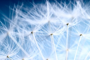Семена одуванчика на фоне синего неба
