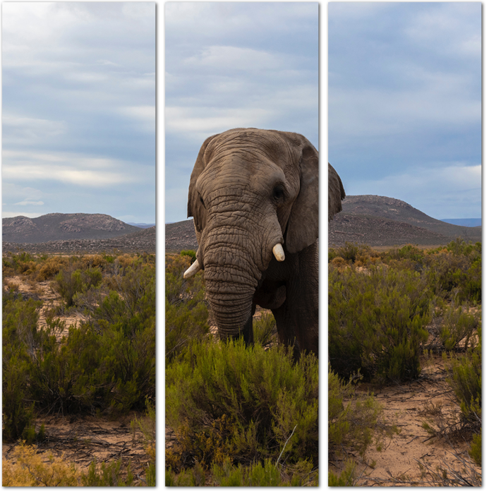 Слон в африканской саванне