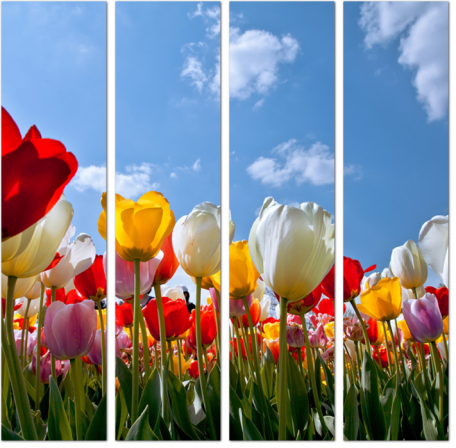 Множество разноцветных тюльпанов
