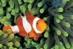 Оранжевая рыбка Клоун в красивых водорослях