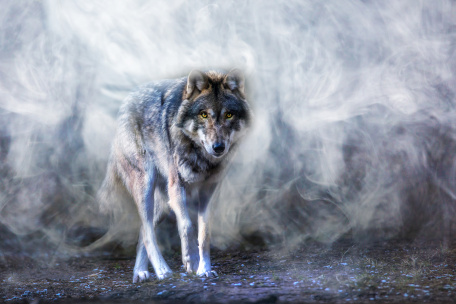 Волк выходит из тумана
