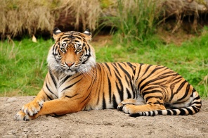 Портрет Королевского Бенгальского тигра