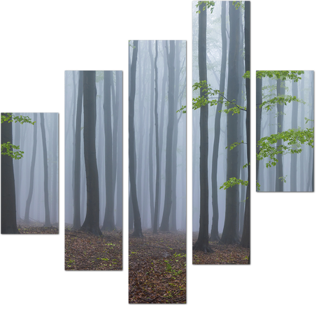 Первая зелень туманного леса