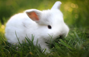 Белый кролик на траве