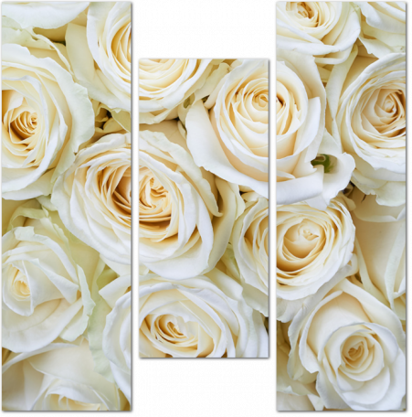 Цветочный фон из белых роз