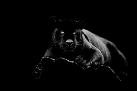 Пантера на темном фоне