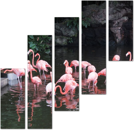 Милые фламинго в воде