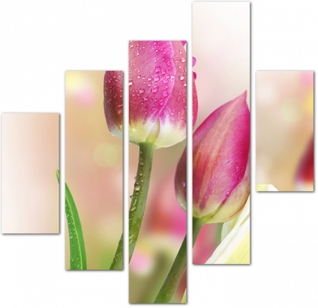 Бутоны тюльпанов с каплями росы