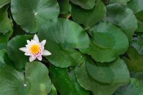 Кувшинка среди крупных листьев