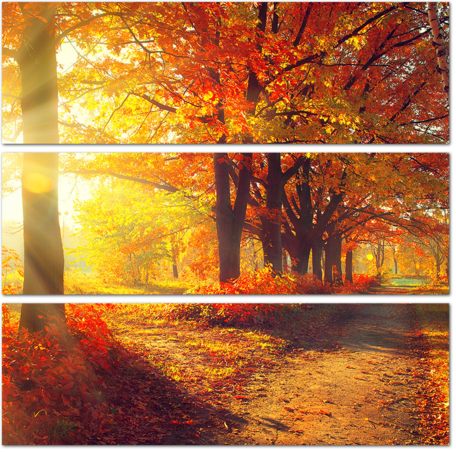 Осенние деревья и листья в лучах солнца