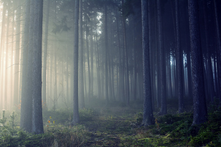 Туман в хвойном лесу