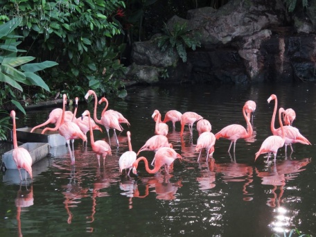 Милые фламинго в воде
