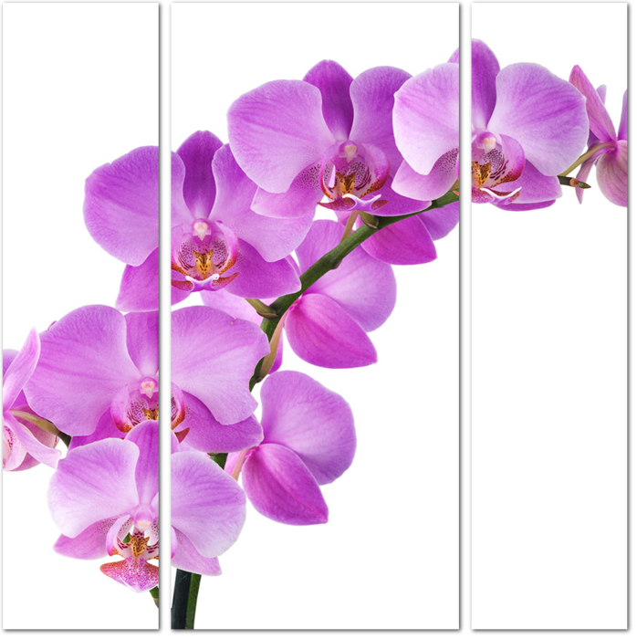 Ветка розовой орхидеи