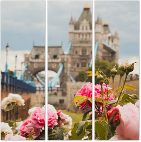 Распустившиеся розы на фоне Тауэрского моста