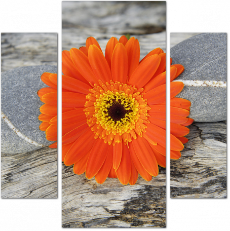 Цветок оранжевой герберы с камнями
