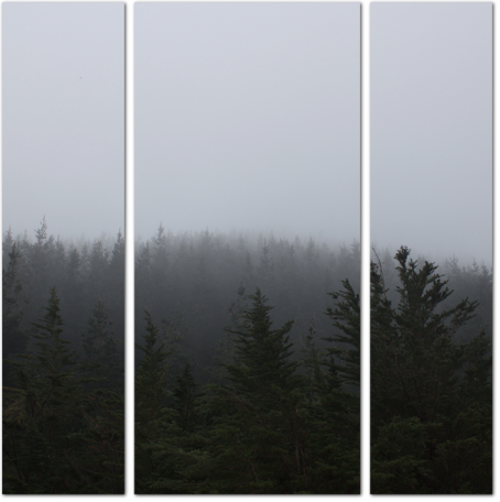 Дождь в туманном лесу