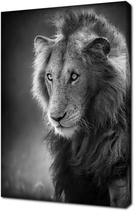 Черно-белое изображение льва