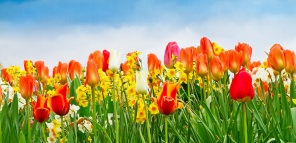 Красочные тюльпаны весной