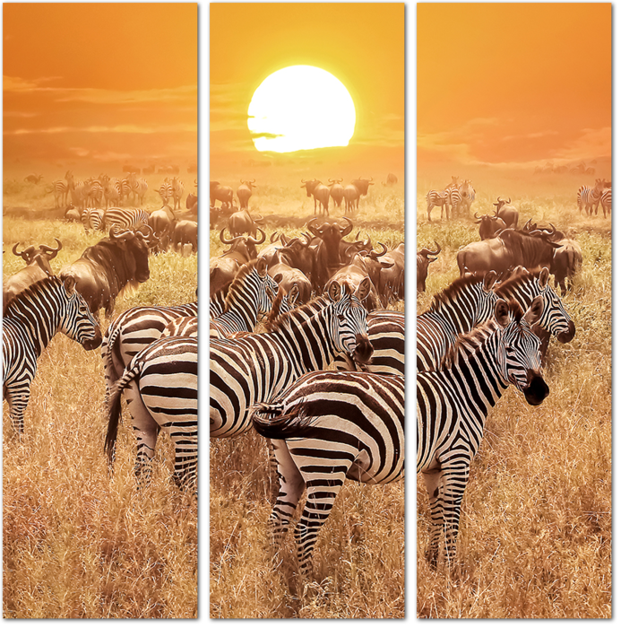 Зебры и антилопы в Танзании