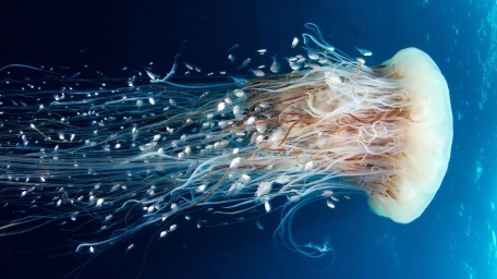 Медуза Волосистая цианея